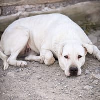 selene, cane femmina da adottare