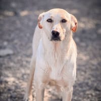 vitani, cane femmina da adottare