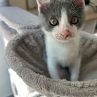 Marqui, chat à adopter