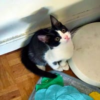Mûre, chat à adopter