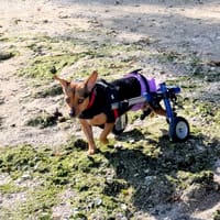 LOLA, chienne à adopter