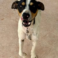 ANDY (Maria), chien à adopter