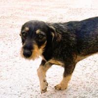 SANTI (Maria), chien à adopter