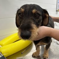SANTI (Maria), chien à adopter