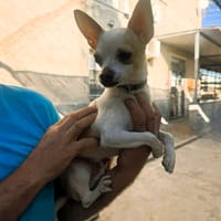 CHIWI (Maria), chien à adopter