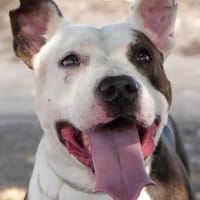 ODIN (Maria), chien à adopter