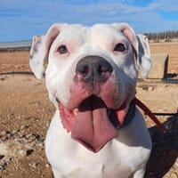 MISTY (Maria), chienne à adopter