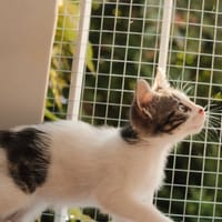 Abbie, chatte à adopter