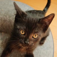 Abysse, chatte à adopter