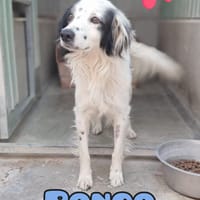 PONGO maschietto, cane da adottare