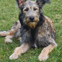 Nora, chienne à adopter