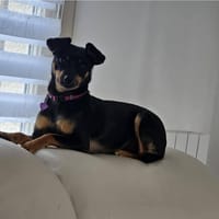 Lola, chienne à adopter