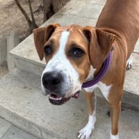 faith, chienne à adopter