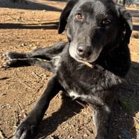 frixus, chien à adopter