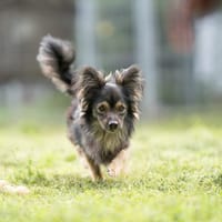 Czin, pies do adopcji