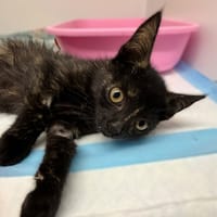 Wenus, kotka do adopcji