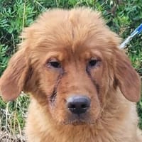 FELIXChow-Chow-Mix in 53940 Hellenthal, Hund zur Adoption