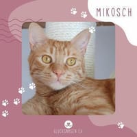 Kater Mikosch sucht sehnsüchtig nach Dir, Kater zur Adoption