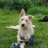 Kaily: Sonnenschein und Kämpfernatur, Hündin zur Adoption