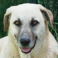 Martino sucht ein liebevolles Zuhause, Hund zur Adoption