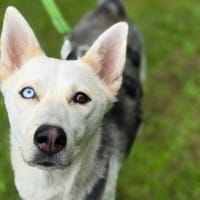 Hundedame FREYA wurde ausgesetzt, Hündin zur Adoption