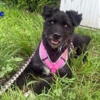 Archie  kleiner Clown mit großem Herz, Hund zur Adoption