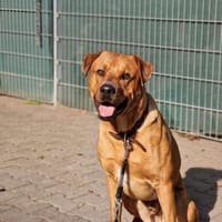 Bacon sucht seine Menschen, Hund zur Adoption