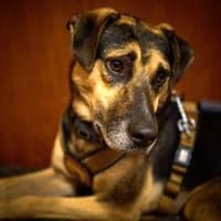 Startest du mit Jadon in ein neues Leben, Hund zur Adoption