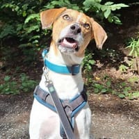 🌟 Cody - junger Bub mit viel Potential, Hund zur Adoption