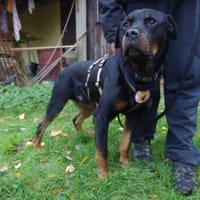 Elrik-Wo sind die Rotti-Fans?, Hund zur Adoption