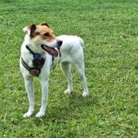 Mira möchte endlich ankommen, Hündin zur Adoption