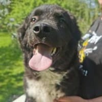 Minas bringt Leben ins Haus, Hund zur Adoption