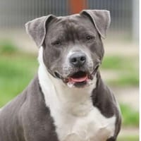 Nala, Hündin zur Adoption