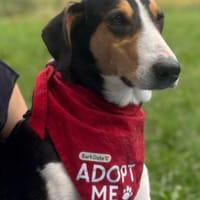 Bobi 💗 wartet in 99718 Greussen, Hund zur Adoption