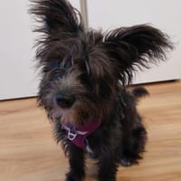 Lulu 💗 wartet in 27751 Delmenhorst, Hündin zur Adoption
