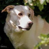 Alessandro wartet schon so lange, Hund zur Adoption