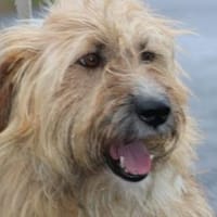 Ilio - hübscher Wuschelrüde, Hund zur Adoption