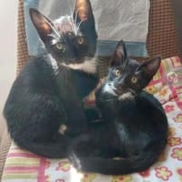 Bin & Ben kleine Sonnenscheinchen, Kater zur Adoption