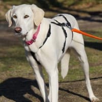 Marte sucht ein liebevolles Heim, Hündin zur Adoption