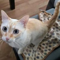 Bigne sucht liebevolles Zuhause, Katze zur Adoption