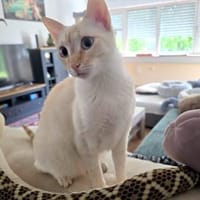 Menschenbezogene Bianca sucht Zuhause, Katze zur Adoption