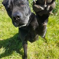 Johnny, Hund zur Adoption