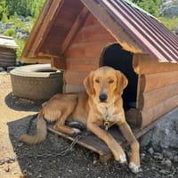 Frenki, sanfter Riese sucht Liebe, Hund zur Adoption
