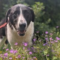 Bezaubernde Grace sucht Körbchen, Hündin zur Adoption