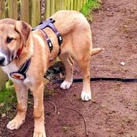 Hier kommt Seppel, Hund zur Adoption