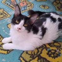 Pur-Pur & Lulu Tapferes Geschwisterduo, Kater zur Adoption