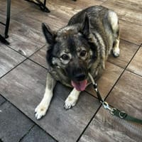 liebgewonnene Erbsenprinzessin Kara, Hündin zur Adoption