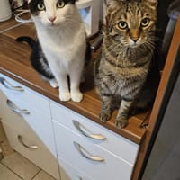 Lilly & Frankie Verschmustes Dreamteam, Kater zur Adoption