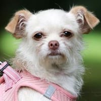 Shiva sucht liebevolle Familie, Hündin zur Adoption