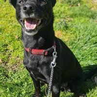 NERINO 💚💚💚 braucht Zeit zum Ankommen, Hund zur Adoption